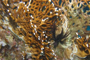 Pterois radiata в зарослях жгучей мелипоры