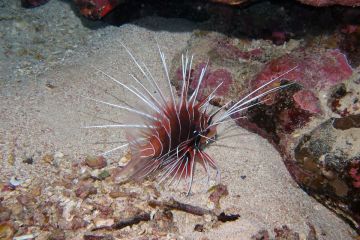 Pterois radiata