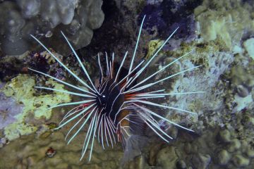 Pterois radiata