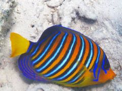 Pygoplites diacanthus