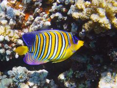 Pygoplites diacanthus