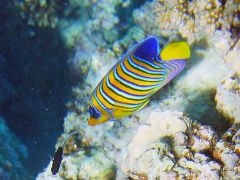 Pygoplites diacanthus
