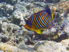 Pygoplites diacanthus