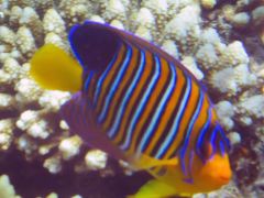 Pygoplites diacanthus