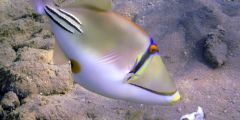 Rhinecanthus assasi