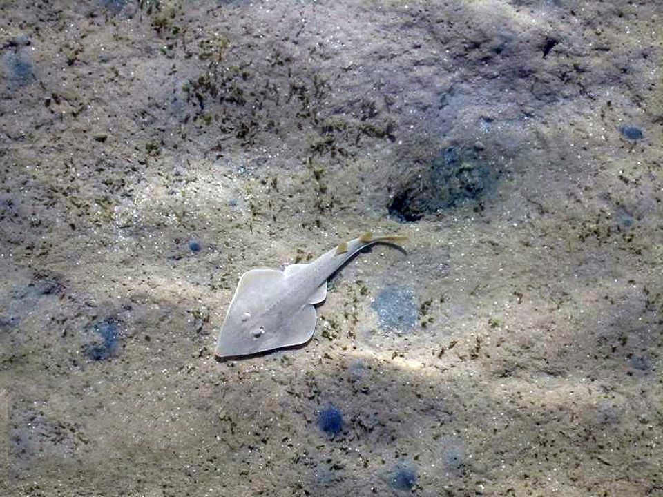 Rhinobatos halavi