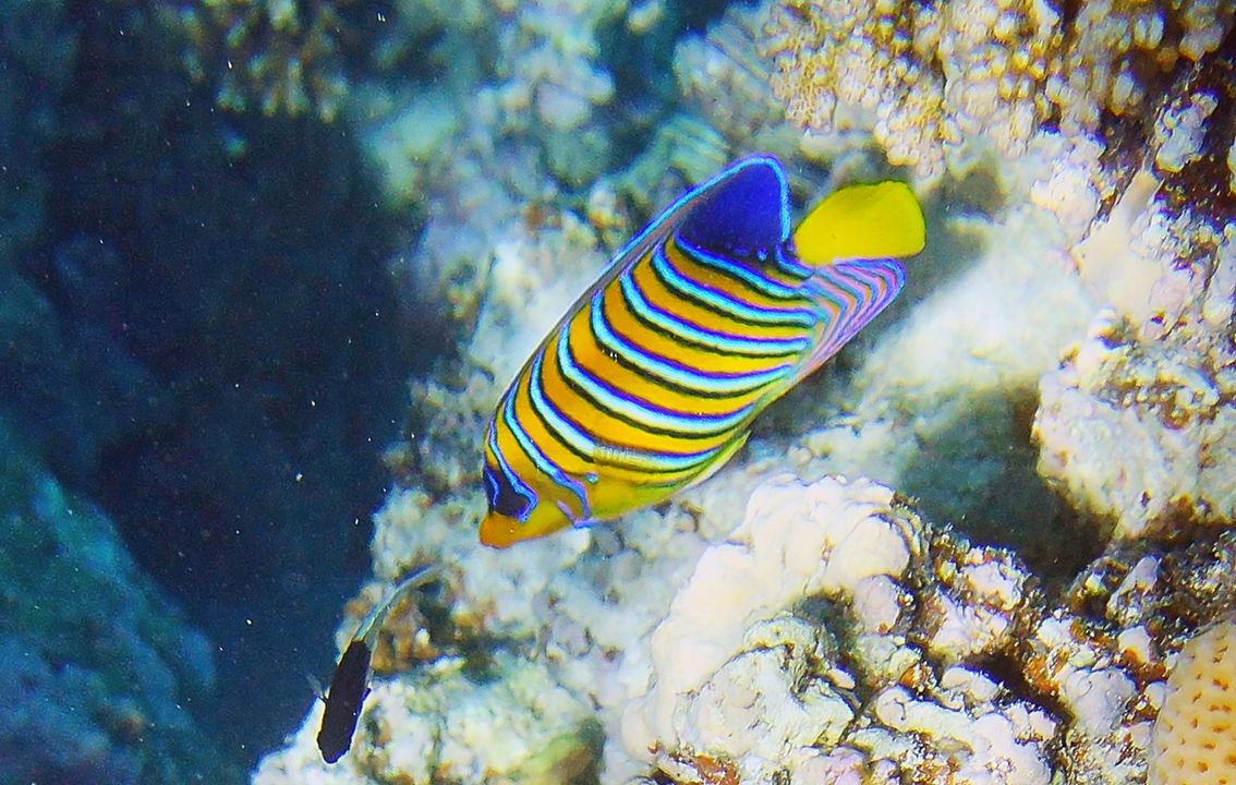Pygoplites diacanthus