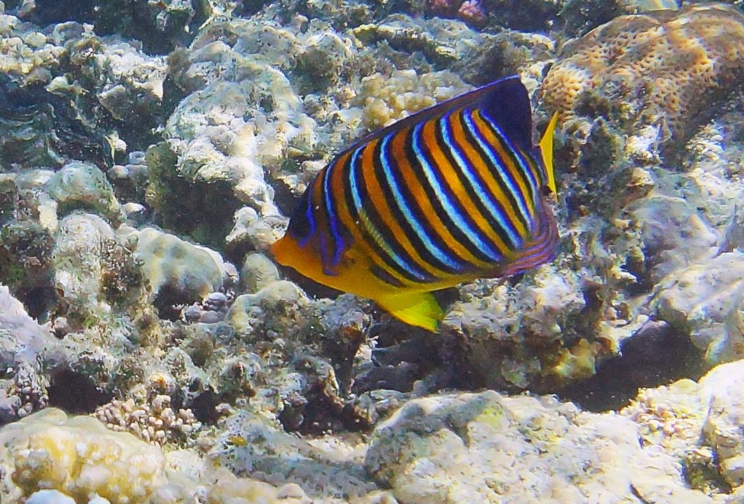 Pygoplites diacanthus