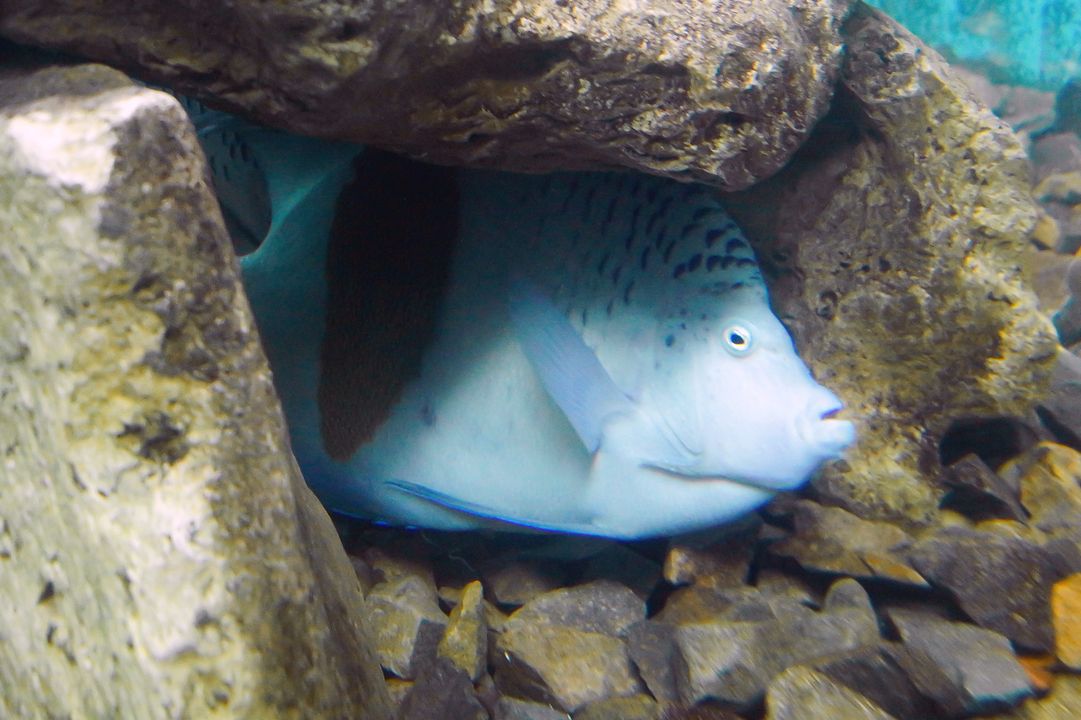 Pomacanthus maculosus
