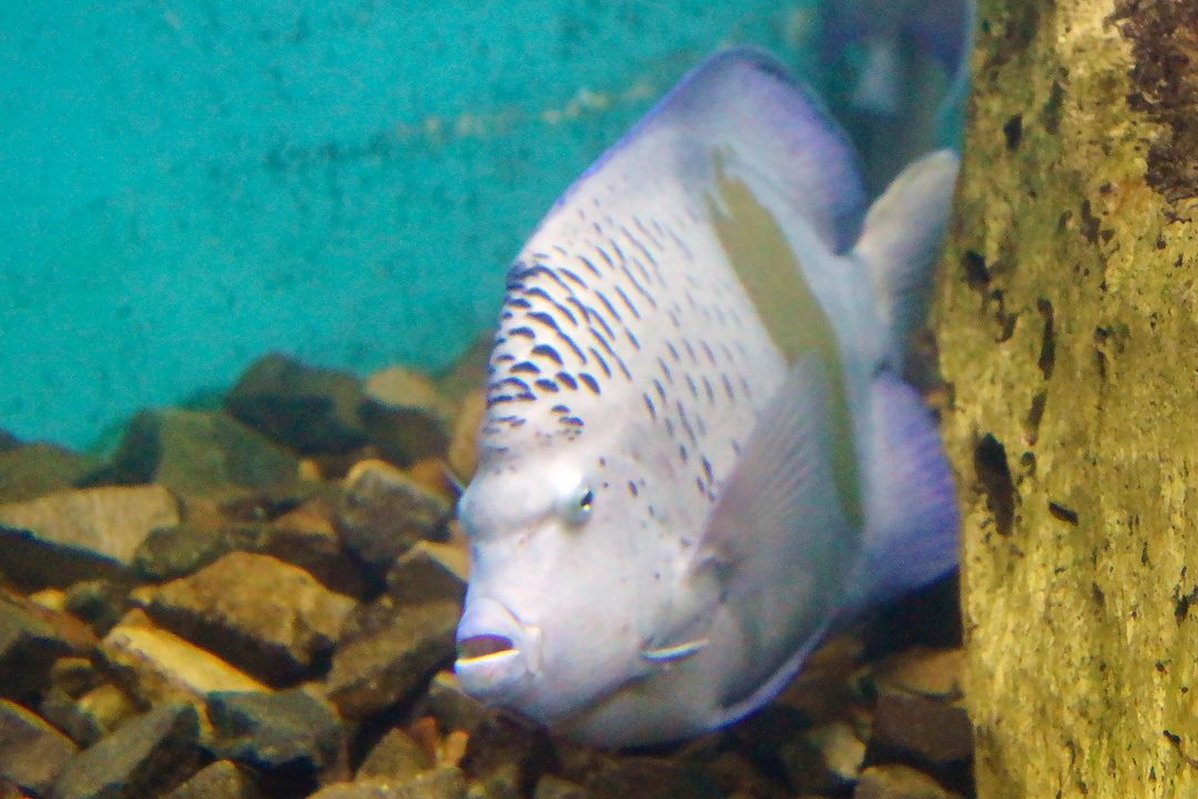 Pomacanthus maculosus