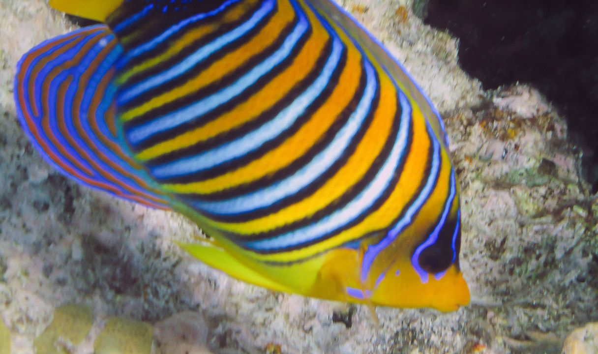 Pygoplites diacanthus