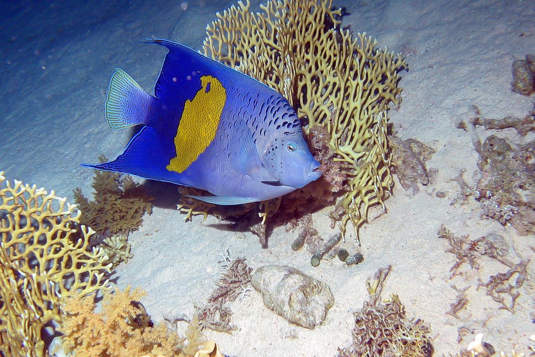 Pomacanthus maculosus