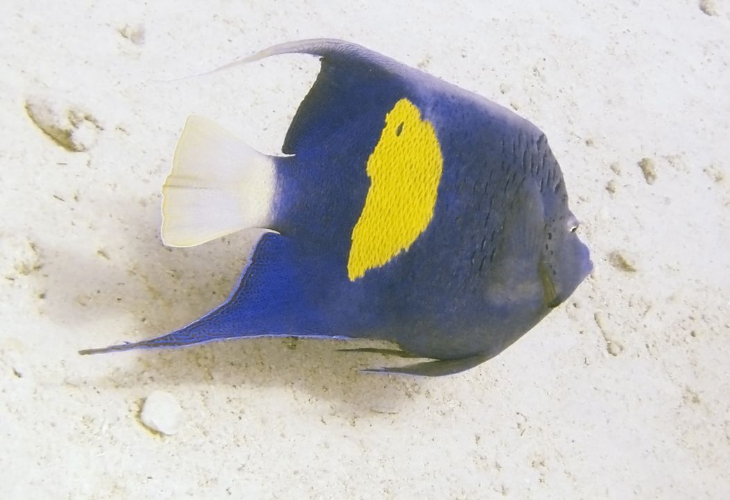 Pomacanthus maculosus