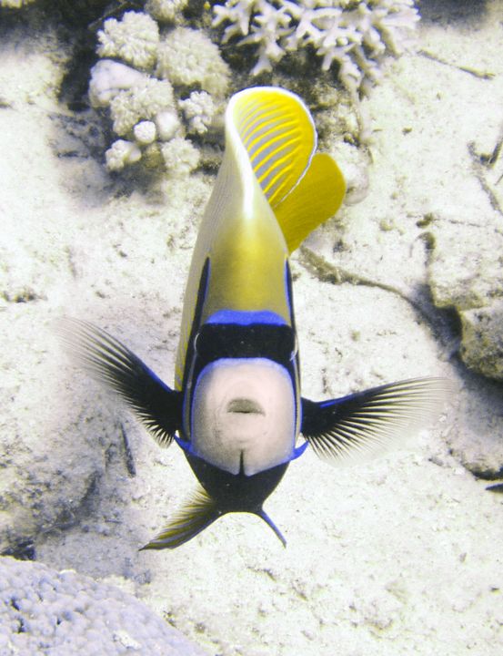 Pomacanthus imperator