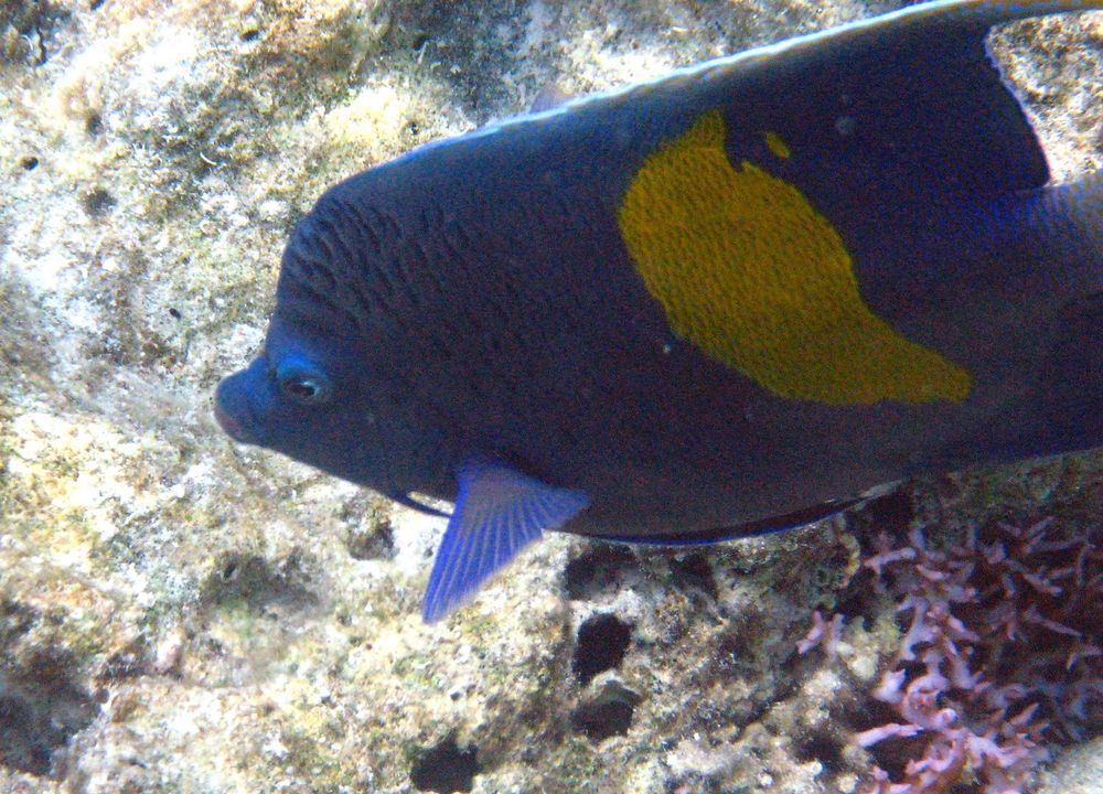 Pomacanthus maculosus