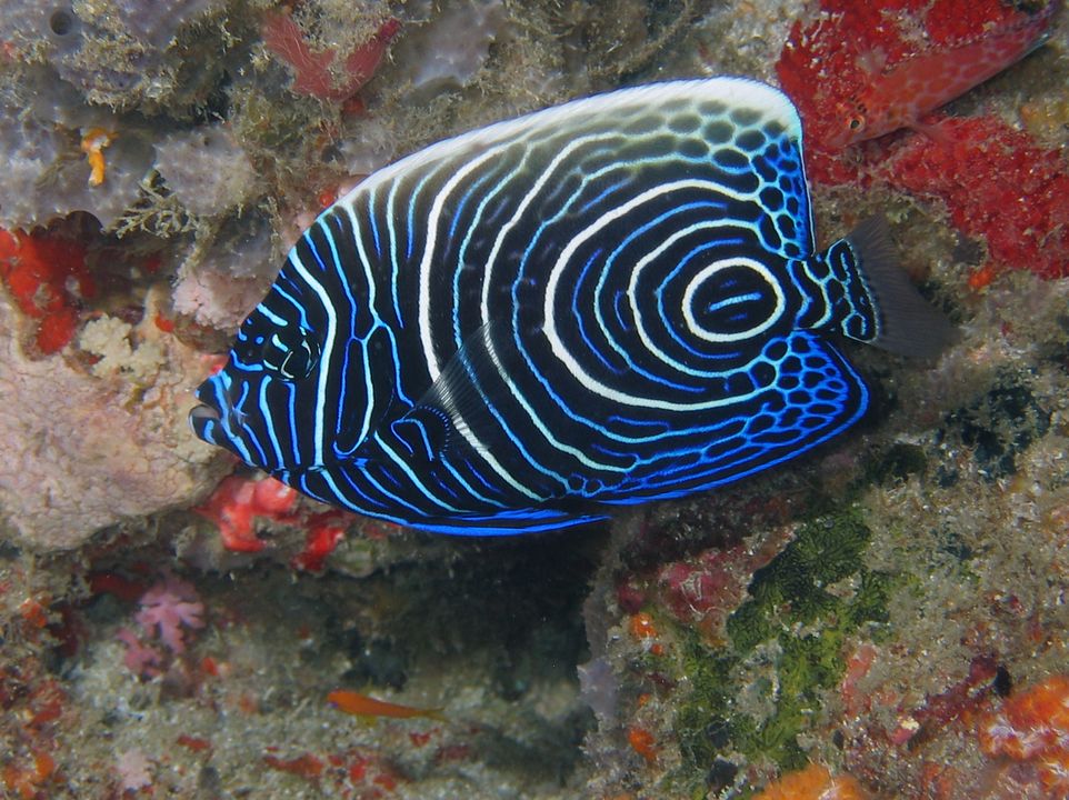 Pomacanthus imperator (Jw)
