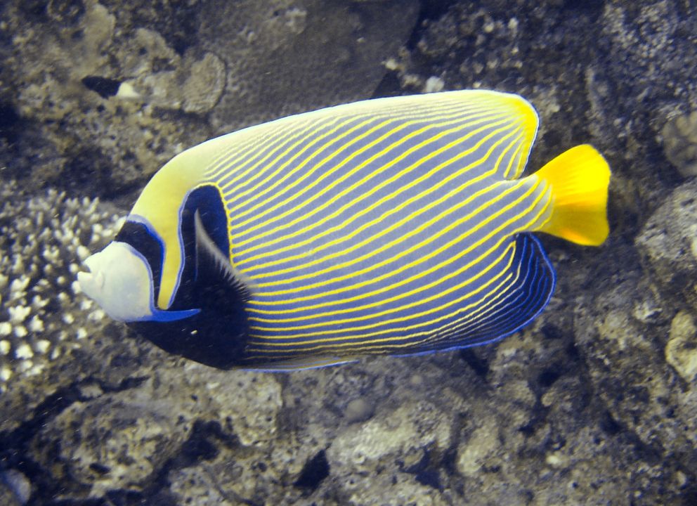 Pomacanthus imperator