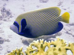 Pomacanthus imperator