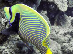 Pomacanthus imperator