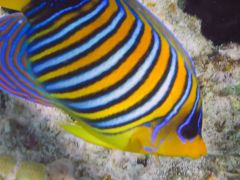 Pygoplites diacanthus