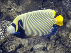 Pomacanthus imperator