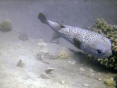 Diodon hystrix