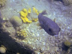 Diodon hystrix