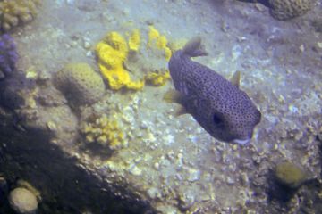 Diodon hystrix