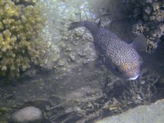 Diodon hystrix