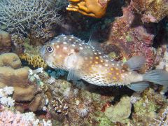 Cyclichthys spilostylus