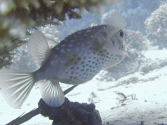 Cyclichthys spilostylus