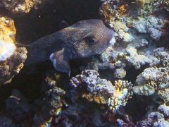 Diodon hystrix