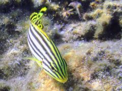 Jw Plectorhinchus gaterinus