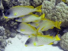 Plectorhinchus gaterinus