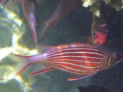 Sargocentron diadema
