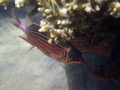 Sargocentron diadema