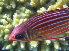 Sargocentron diadema