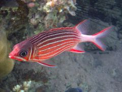 Sargocentron diadema