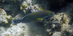 Scarus ferrugineus