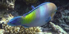 Scarus ferrugineus