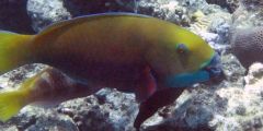 Scarus ferrugineus (female)