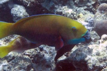 Scarus ferrugineus (female)