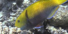 Scarus ferrugineus (female)
