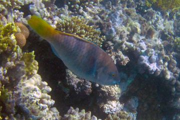 Scarus ferrugineus (female)