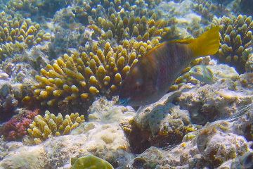 Scarus ferrugineus (female)