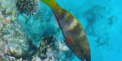 Scarus ferrugineus (female)
