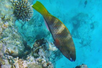 Scarus ferrugineus (female)