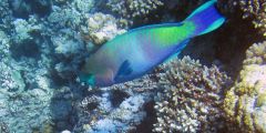 Scarus ferrugineus