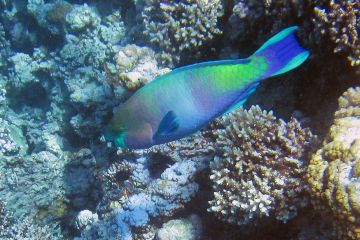 Scarus ferrugineus