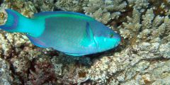 Scarus frenatus
